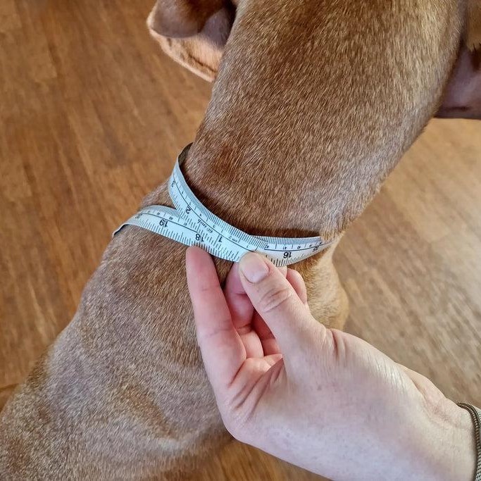 Hundehals richtig messen – so sitzt das FELLSOCKE-Halsband perfekt